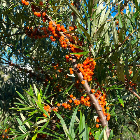 Sea Buckthorn