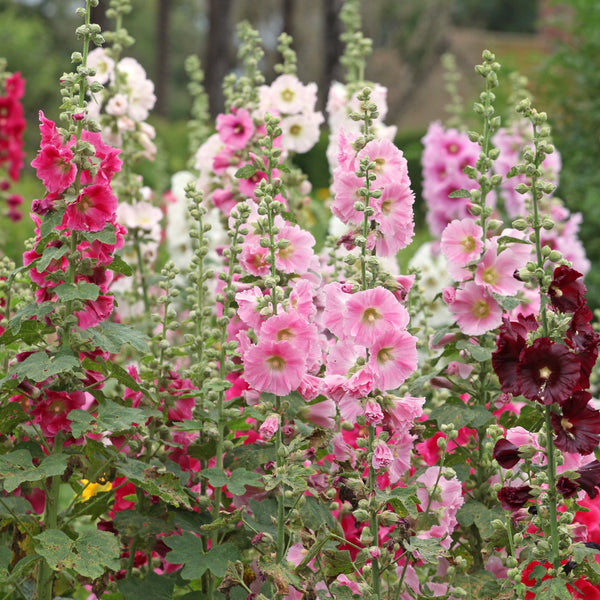 Hollyhock 'Indian Spring' mix