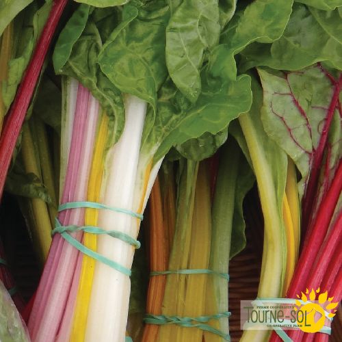 Rainbow Swiss Chard