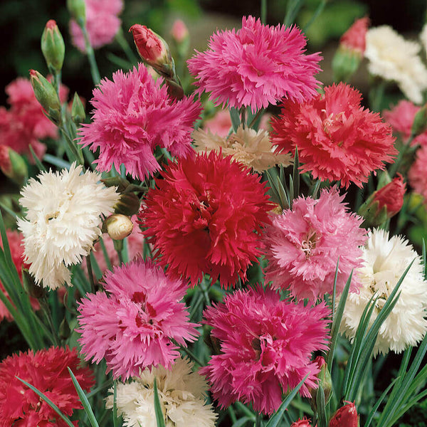 Chinese Pink 'Chinensis Double Mix' 