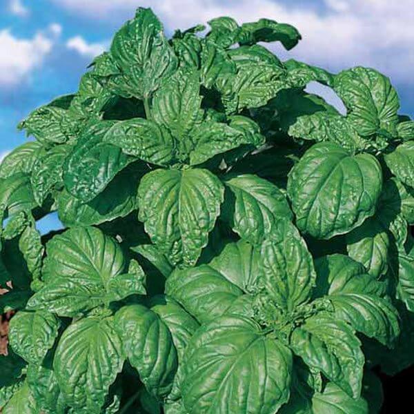 Basilic à grandes feuilles 'Foglia di Lattuga'