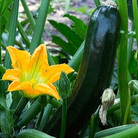 Courgette 'Nero di Milano'