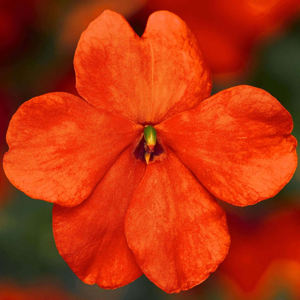 Impatiente 'Imara XDR Orange'