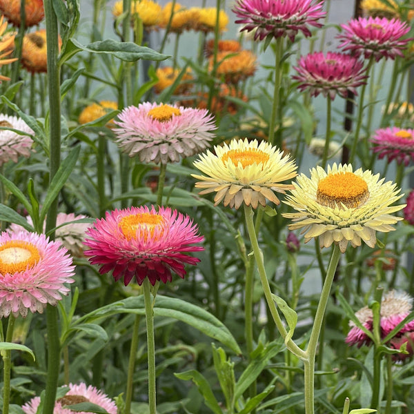 Organic immortelle with bracts mix