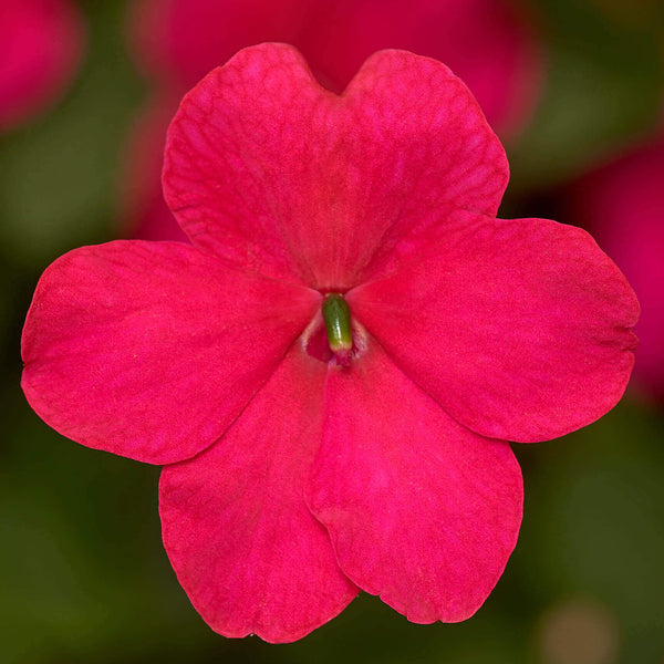 Impatiens 'Imara XDR Dark Pink'