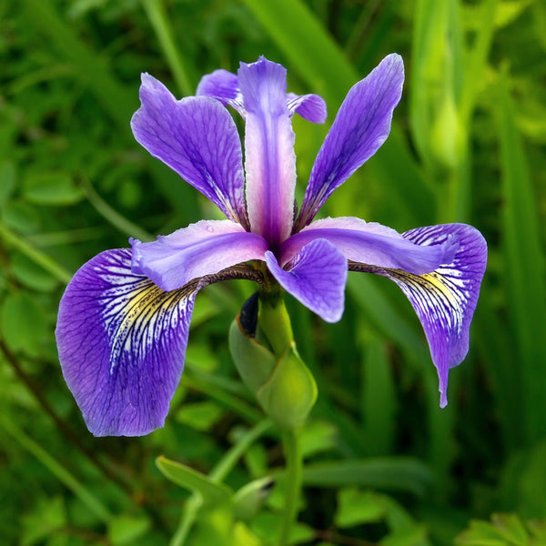 Iris versicolore