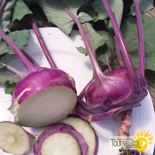 Kohlrabi 'Azur Star'