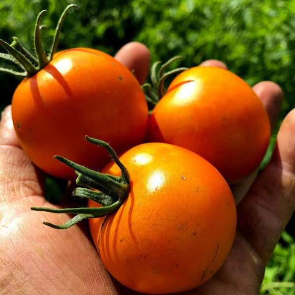 Organic "Yellow Flamed" Cocktail Tomato