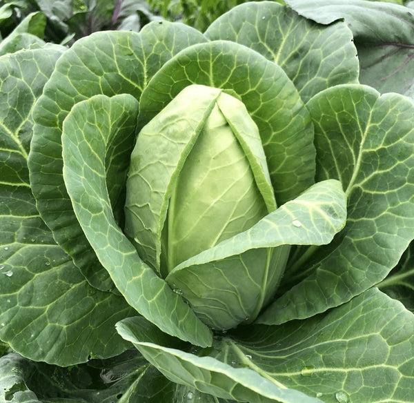 Cabbage 'Early Jersey Wakefield' 