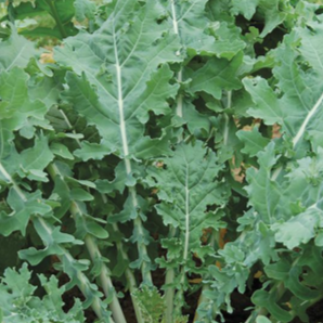 Organic 'White Russian' Kale