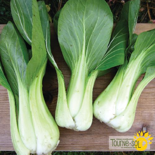 Chinese vegetable 'Bok Choy Shanghai'