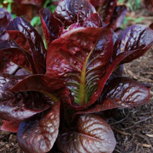 Organic mini romaine lettuce 'Truchas'