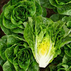 Organic mini romaine lettuce 'Xalbadora'