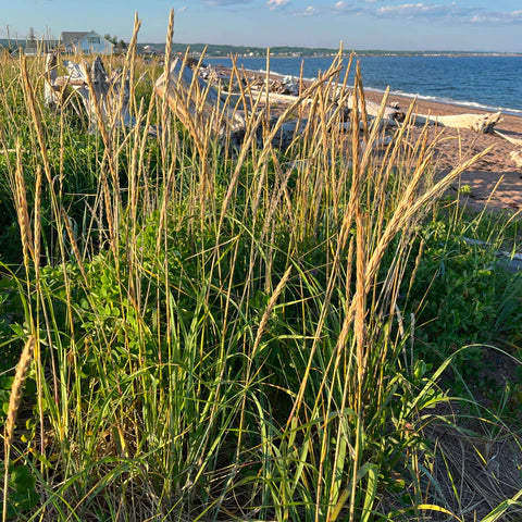 American sand rye