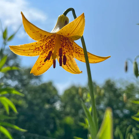 Canadian Lily