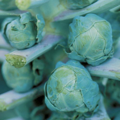  Brussels Sprouts 'Long Island' 