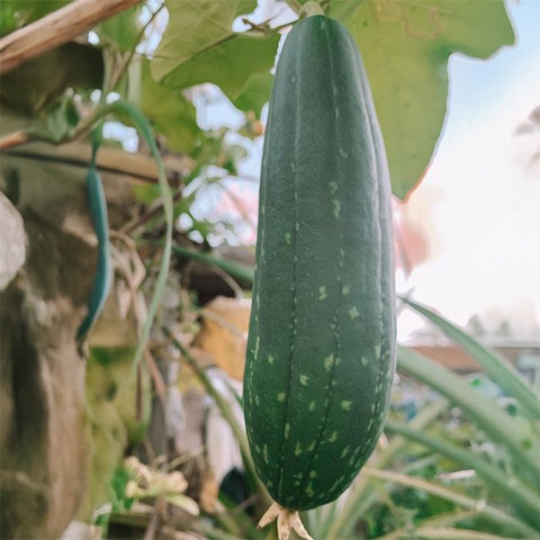 Luffa (courge éponge) bio