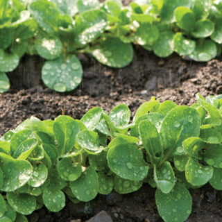 Organic 'Vit' lamb's lettuce