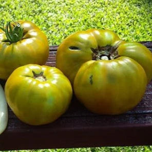 Tomato 'Malachite Box' organic