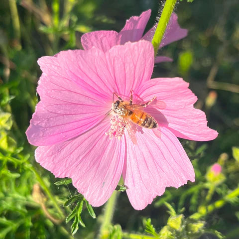 Musk mallow