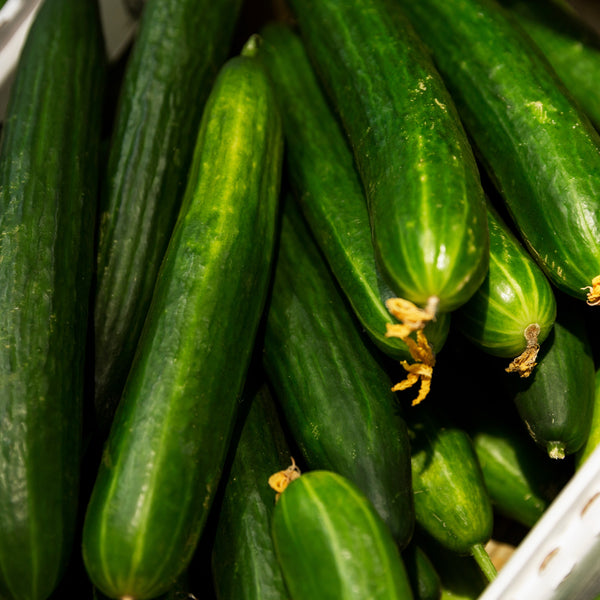 Cucumber Marketmore 70