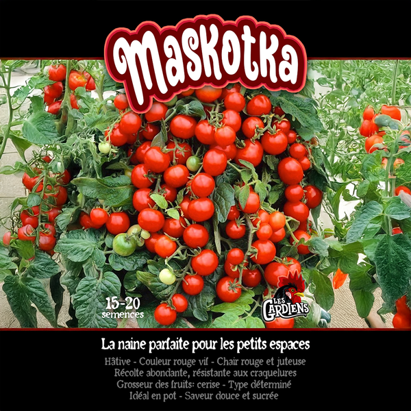 Tomato 'Maskotka'