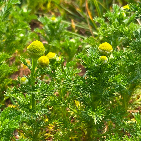 Fragrant feverfew (Pineapple chamomile)