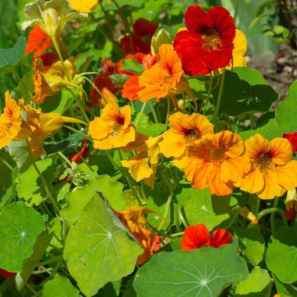 Nasturtium California Giants Mix