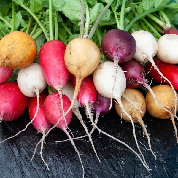 Radish mix on ribbon