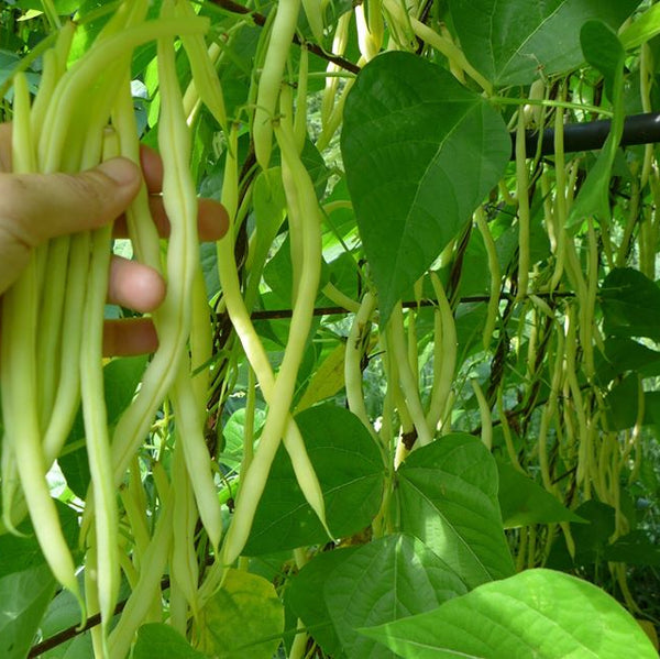 Pole bean 'Monte Gusto'