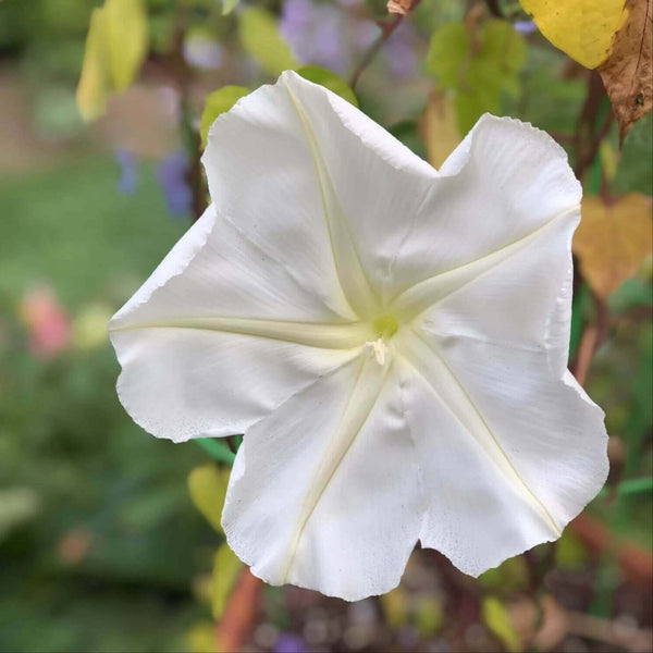 Moonflower (Ipomoea alba)