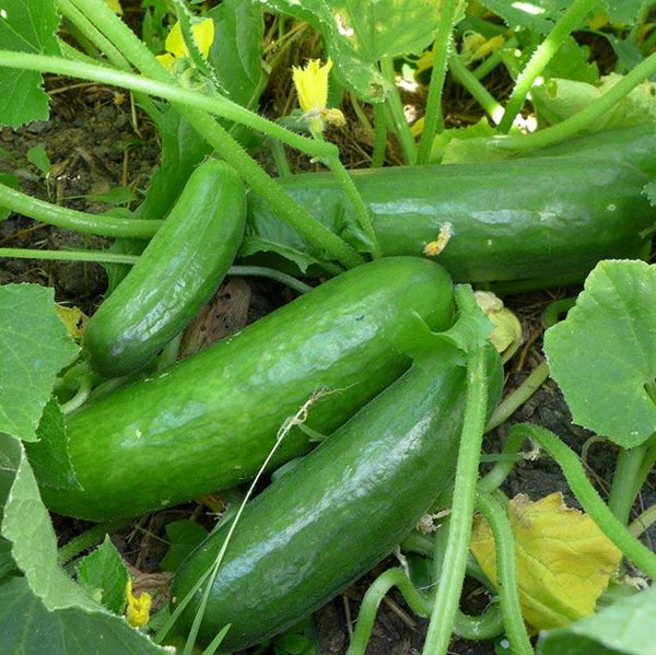 Cucumber 'Muncher'