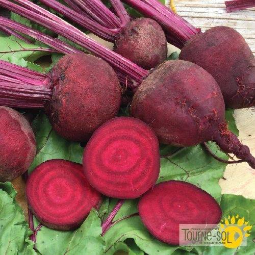 Detroit Dark Red Beet