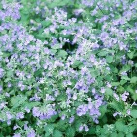 Cataire 'Nepeta Mussini'