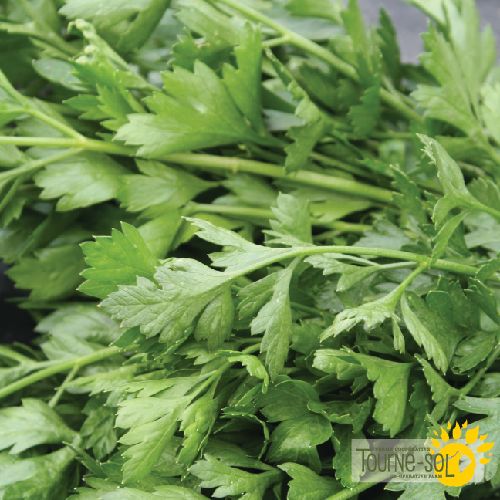 Italian Parsley