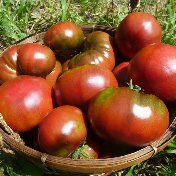 Tomate 'Noire de Crimée'