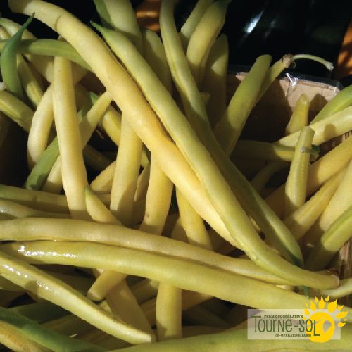 Rocdor Yellow Dwarf Bean