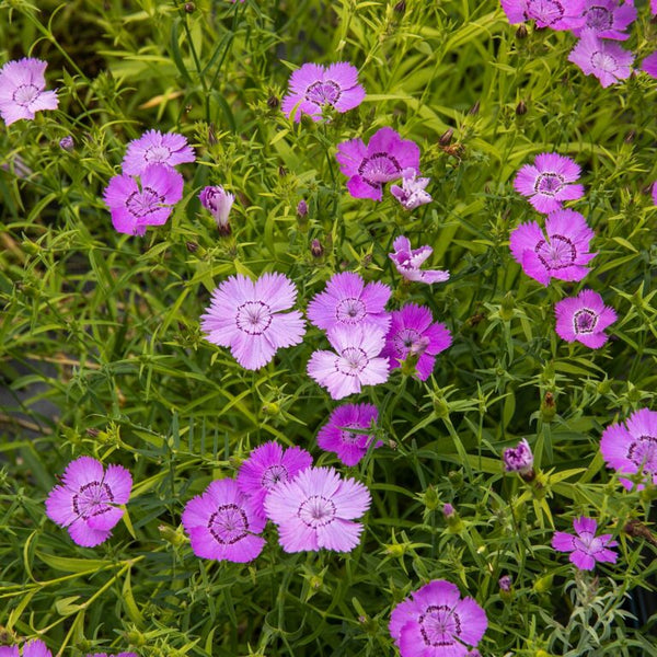 Organic 'Siberian Blues' Carnation