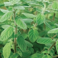 Oregano 'Zaatar' organic