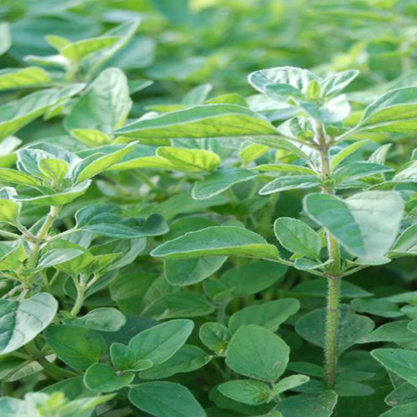 Organic 'Greek' Oregano