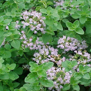 Organic Italian Oregano