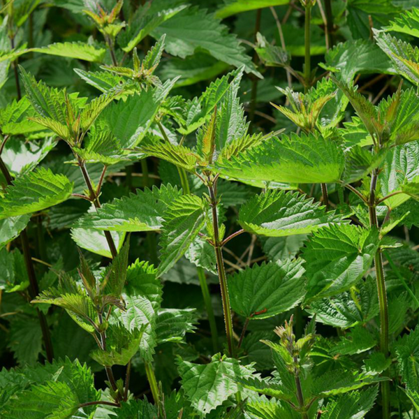 Organic nettle