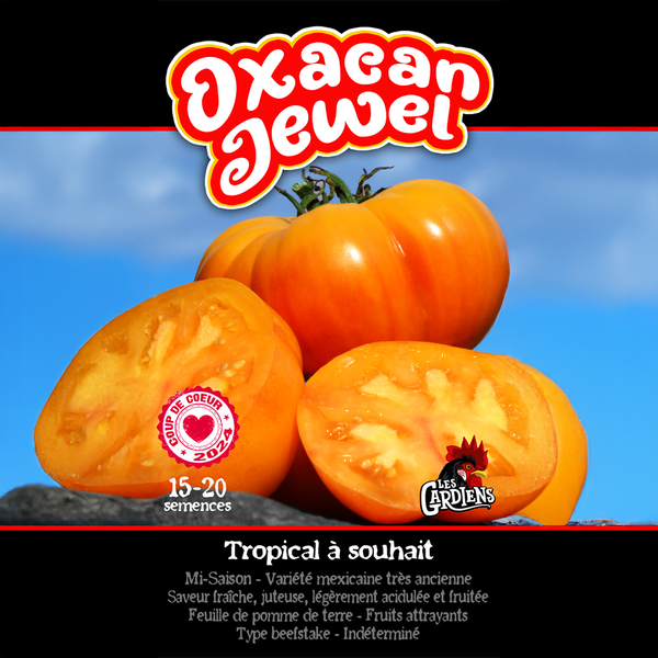 Tomato 'Oxacan Jewel'