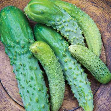 Cucumber 'Pickling Paris'