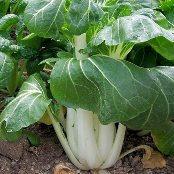 Organic Chinese cabbage 'Pak Choï'