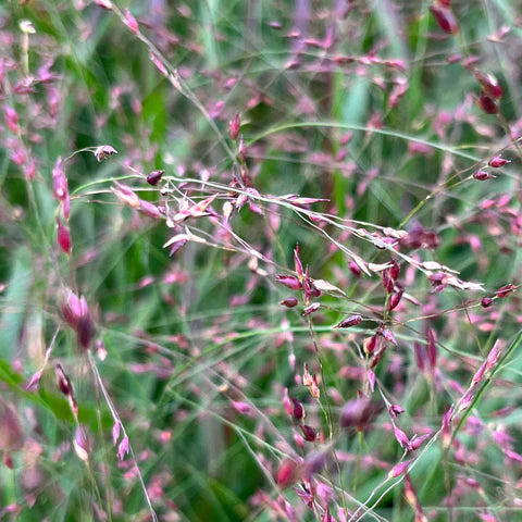 Switchgrass