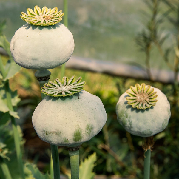 Organic 'Amphora' poppy