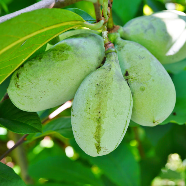 Asimina triloba (Pawpaw)