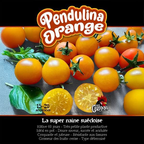 Tomate 'Pendulina Orange'