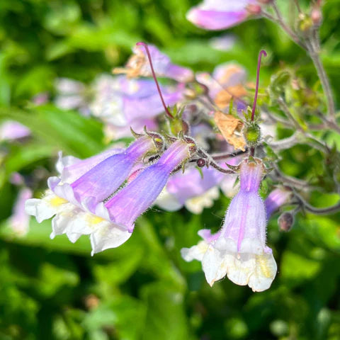 Hairy penstemon